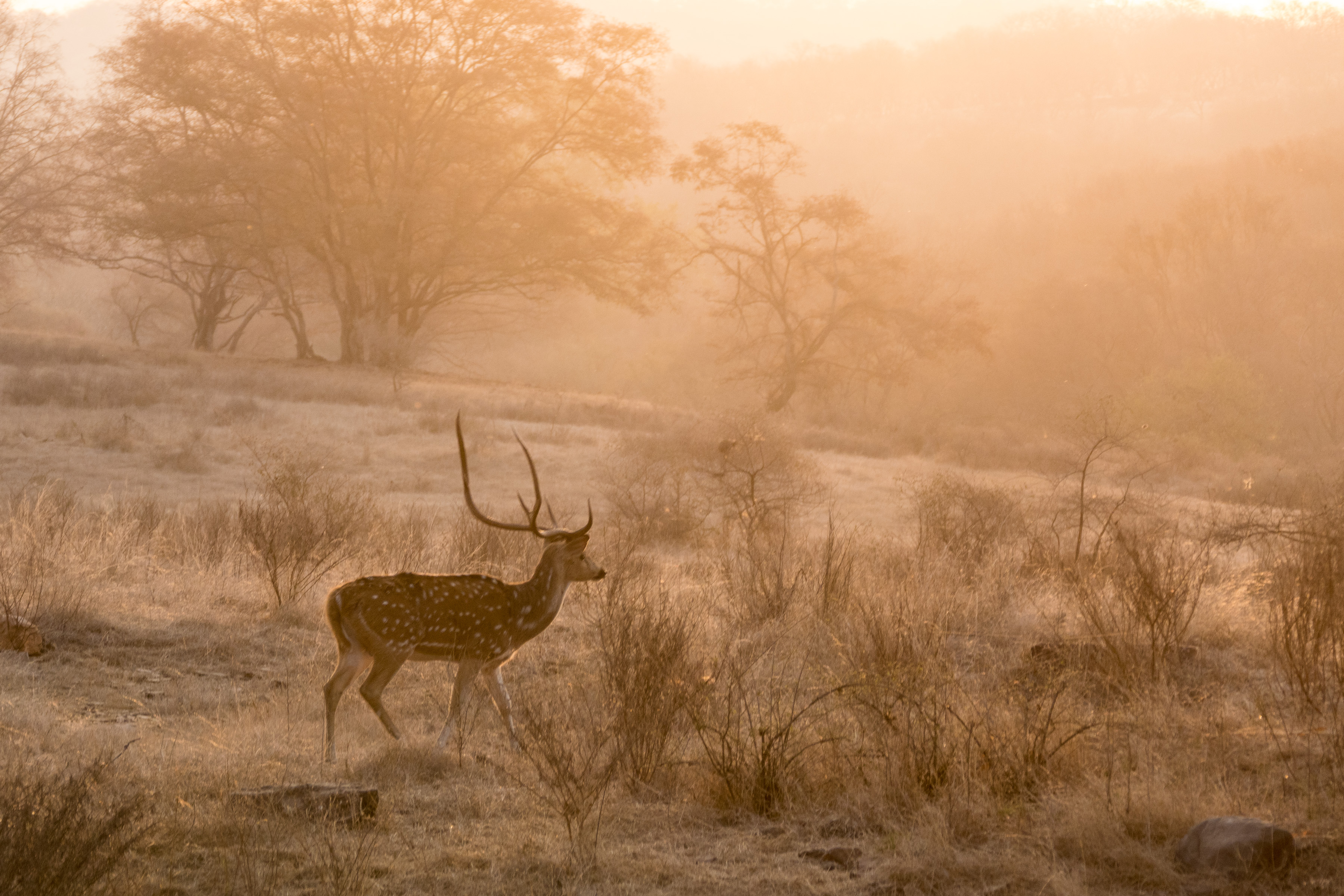 7 Ranthambore 44